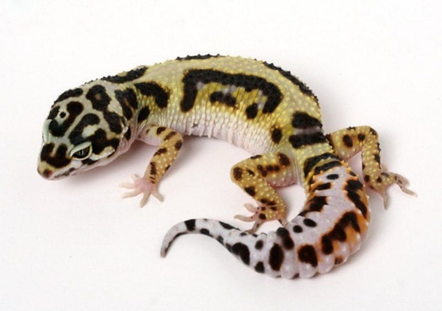 Image of a halloween mask leopard gecko on white background