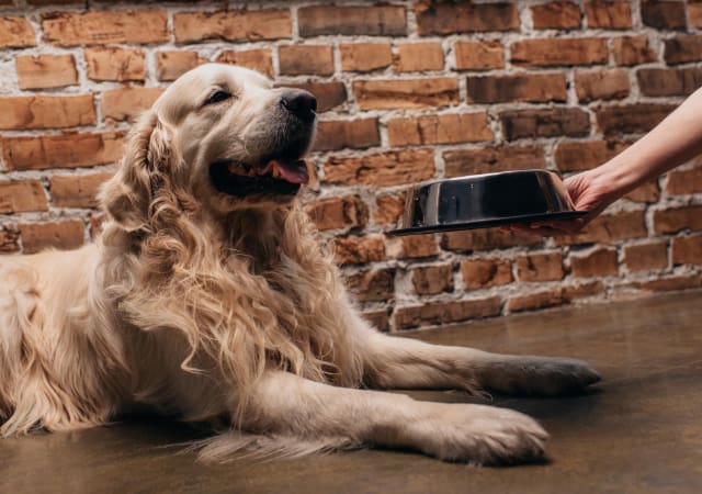 Image of a golden retriever dog being handed a bowl of dog food with a brick background wall