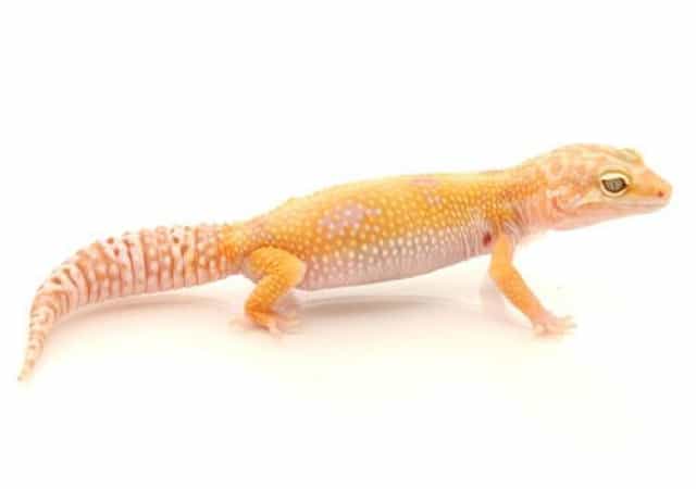 Image of a hybino leopard gecko morph on white background