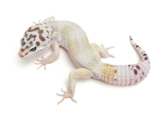 Image of a hypo ghost leopard gecko morph on white background