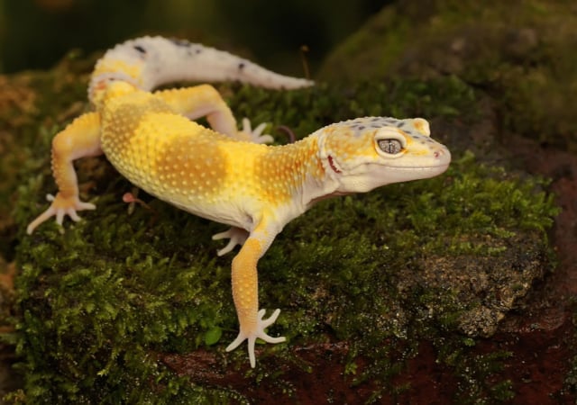 Image of a jungle morph leopard gecko on a rock with moss