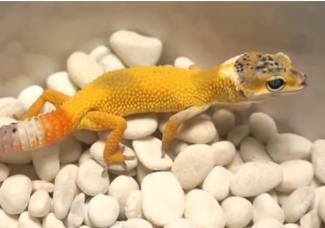 Image of a lemon frost leopard gecko morph standing on white rock pebbles