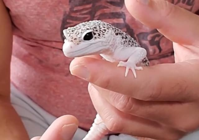 Image of a person holding a leopard gecko with eye morphs