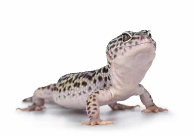 Image of a mack snow leopard gecko on white background