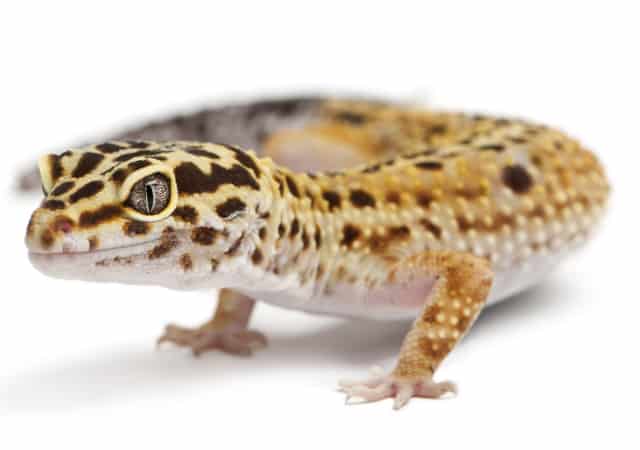 Image of a marble eye leopard gecko morph on white background