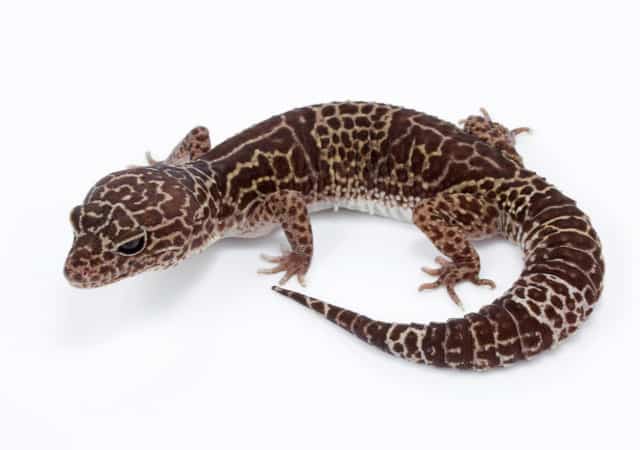 Image of a melanistic leopard gecko morph on white background