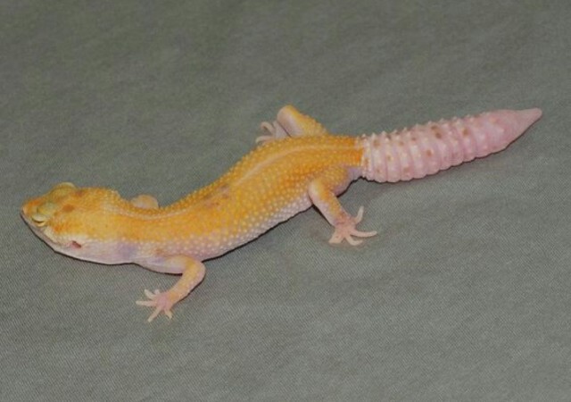 Image of a nova leopard gecko morph on gray cloth