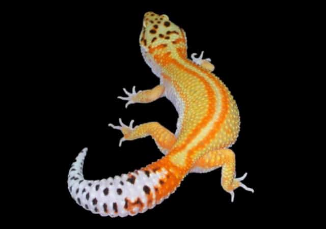 Image of a rainbow stripe leopard gecko on black background