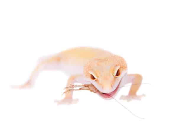 Image of a raptor leopard gecko morph on white background