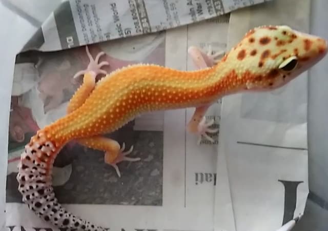 Image of a red stripe leopard gecko morph standing on newspaper