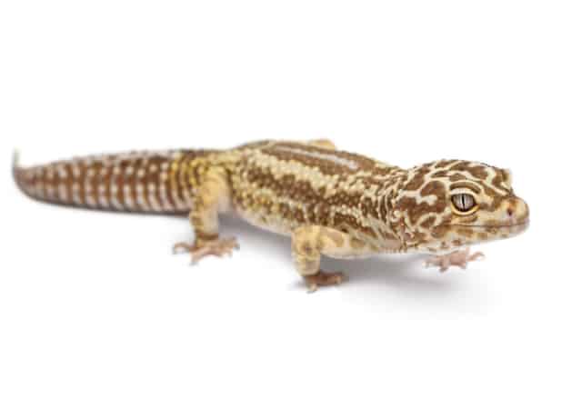 Image of a striped leopard gecko on white background