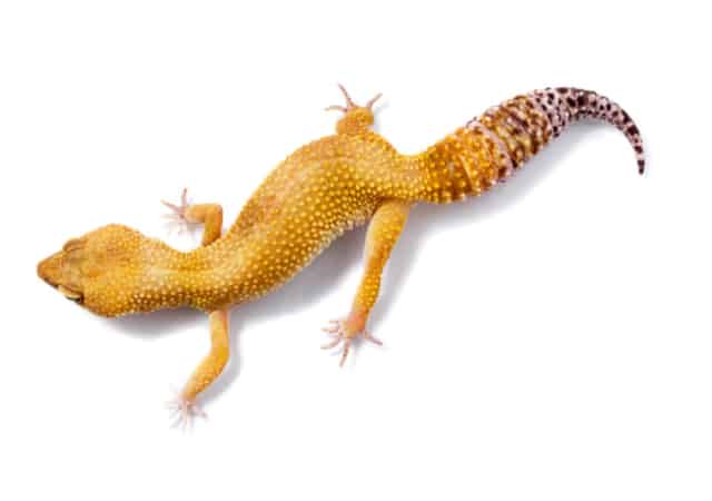 Image of a tangerine leopard gecko on white background