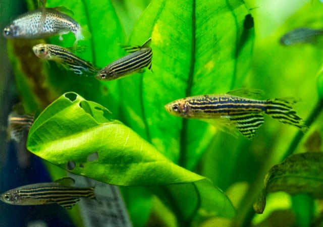 Image of a zebra danio fishes swimming through plants in an aquarium