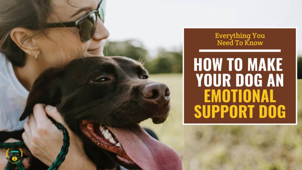 How to Make Your Dog an Emotional Support Dog