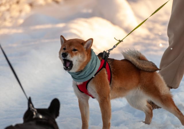 Dog barking in the snowy outdoors