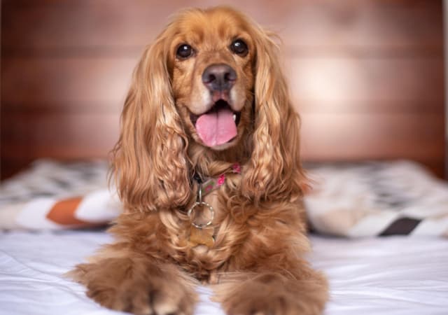 A cocker spaniel on top of a bed