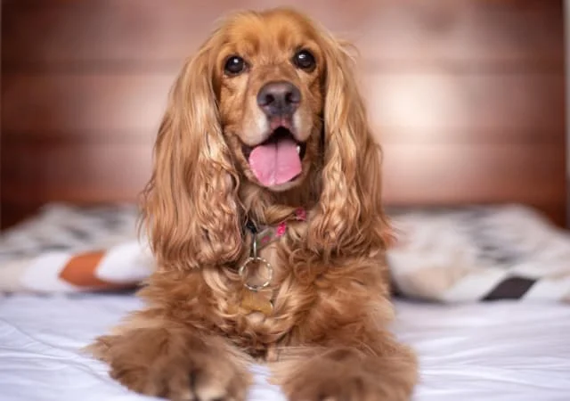 A cocker spaniel on top of a bed