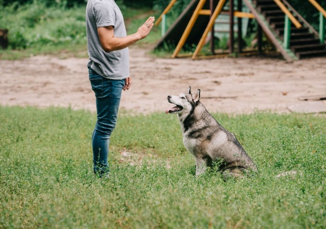 A person teaching his dog tricks in the outdoors