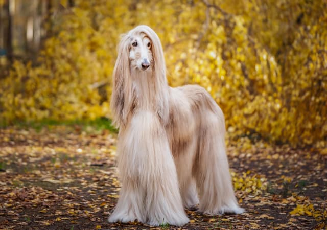 An Afghan Hound standing in a forest with yellow leaves in the background