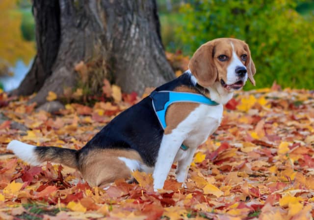 A beagle wearing a harness in the outdoors during autumn time with fallen leaves on the ground