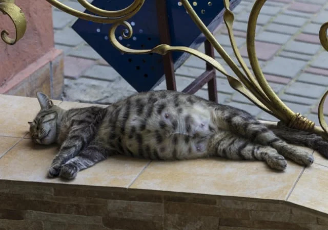 A pregnant cat sleeping on a bench outside