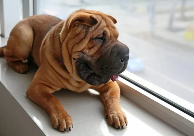 A Chinese Shar-Pei laying down next to a window