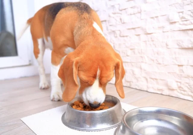 Dog eating out of a pet food bowl indoors