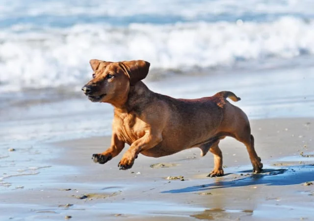 A dachshund running on the beach