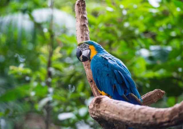 A blue parrot perched on a tree branch in the outdoors