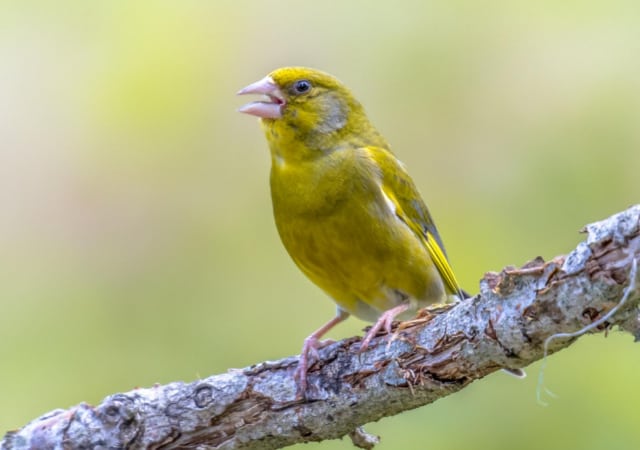 A yellow songbird with its beaks open while perched on a tree branch in the outdoors