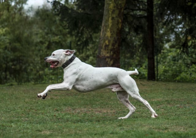 A Dogo Argentino running in a forest