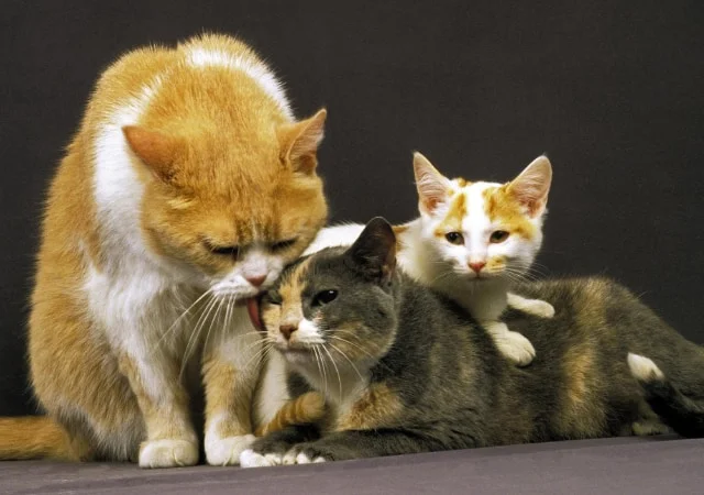 Three cats resting on each other on white background