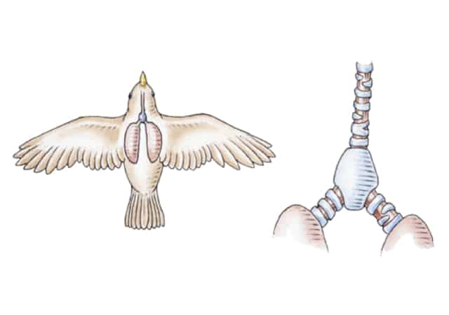 Illustration of the respiratory system of a songbird on white background