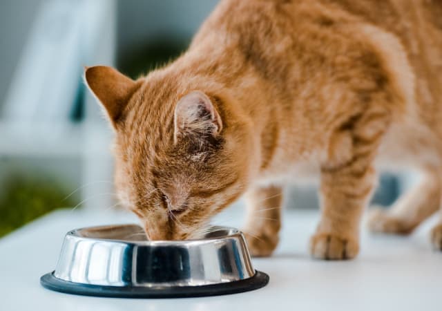 A cat eating in a food bowl