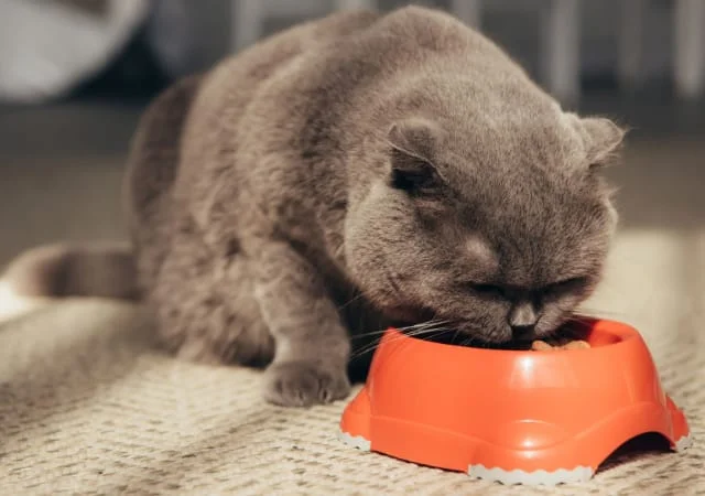 cat eating in a food bowl on the carpet