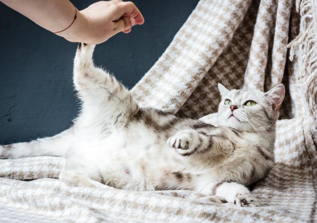 A pregnant cat at home laying down on sheets while a person holds up one of its hind legs