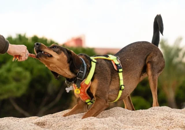 A dog wearing a harness while tugging on a dog toy on the sand in the outdoors
