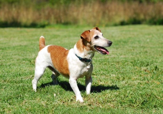 A Jack Russell Terrier standing on the grass outside