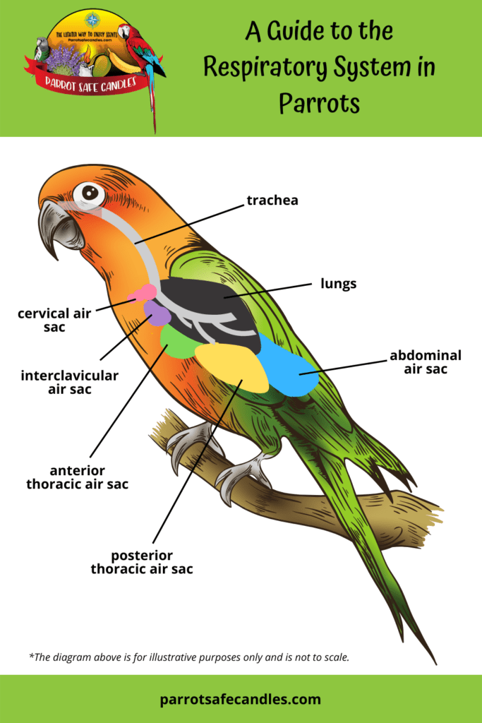 Illustration of a parrot's vocal cords. Text on the illustration is "a guide on the respiratory system of parrots"