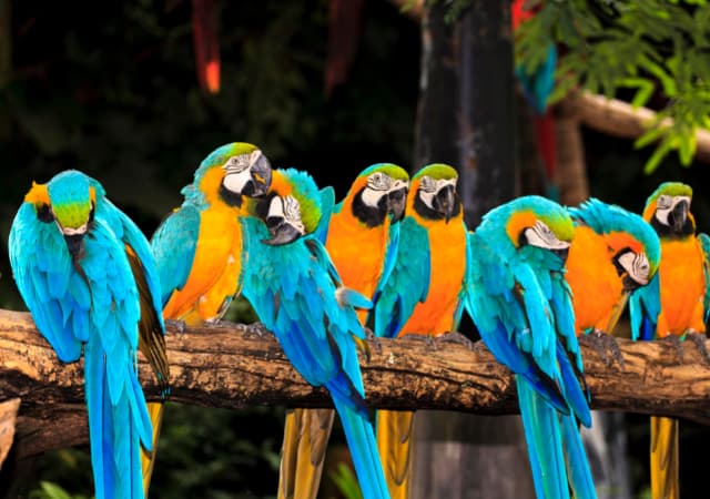A group of parrots perched on a branch