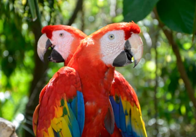 Two parrots in the jungle