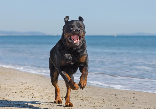 A Rottweiler running on the beach