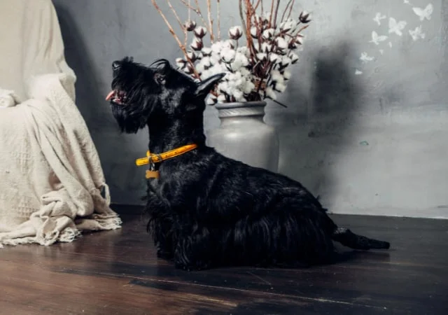 A Scottish Terrier sitting on hardwood floor indoors with a vase with flowers and a chair in the background