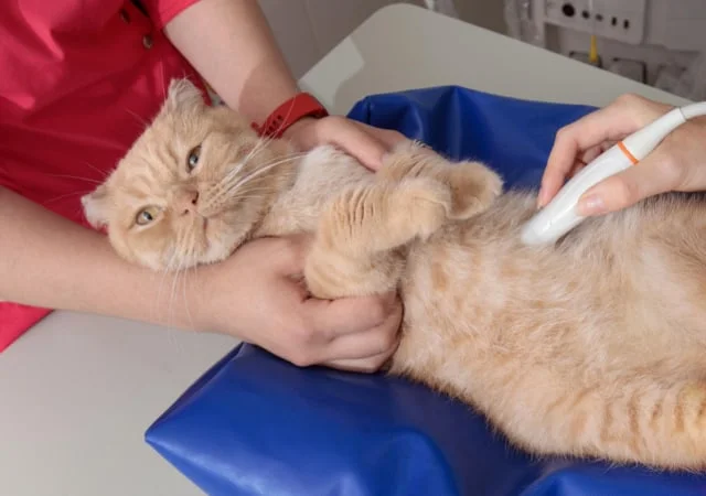 A cat laid on its backside on a veterinary clinic table while getting an ultrasound.