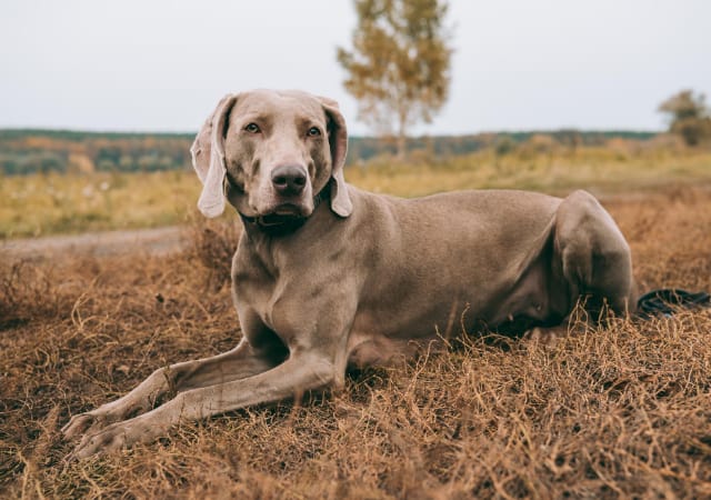 A Weimaraner laying down on the ground in the outdoors