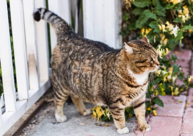 An overweight cat in the outdoors with a gate and plants in the background