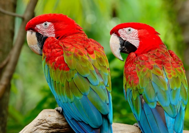 Two macaw parrots perched on a tree branch