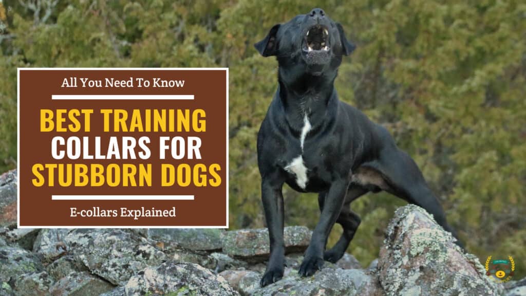 The 10 Best Training Collars for Stubborn Dogs