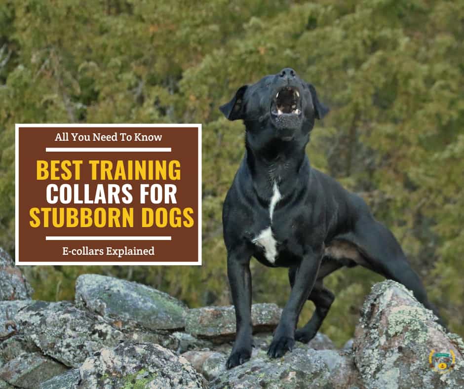 10 Best Training Collars for Stubborn Dogs [2024 Update]