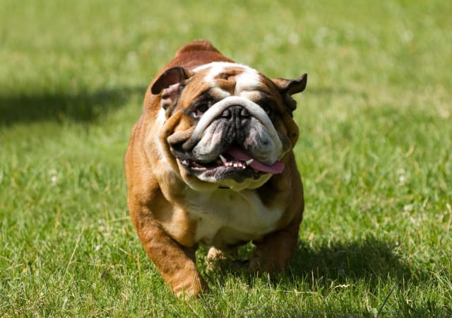 An English bulldog walking through grass in the outdoors